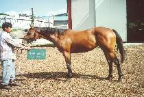 �ٶ�ó�� (BARAMCHEOREOM) ����