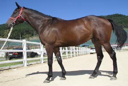 �ﵹ�� ����