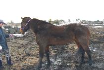 ��ٸ� (NONGDARI) ����