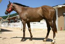 ������ (WONJAPO) ����