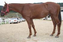 ���ǳ��� (SINUI NALGAE) ����