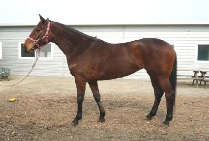 ��â ����