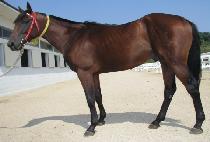 ����ä (GUREUMCHAE) ����