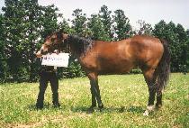 ��ȣ���� (GANGHO JEPAE) ����