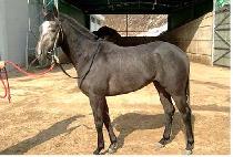 ���� (TOPA) ����