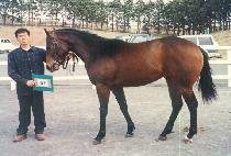 �Ѹ��� (ROLIGAN) ����