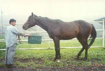 ������ (CHAMNAMU) ����