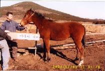 ��õ���� (JINCHEON DEOKSAN) ����