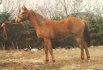 û���� (CHEONGNYONG BIUNG) ����