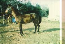 ������ (BOHYEONBONG) ����