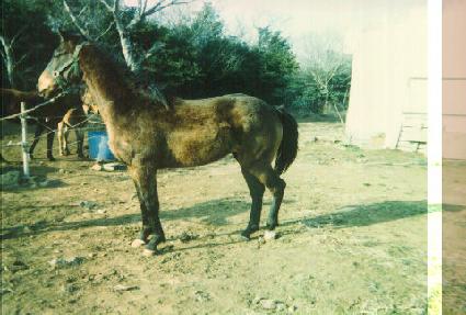 ������ ����