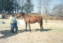 �콺Ƽ�� (HESTIA) ����