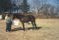 ���ųΰԽ�Ʈ (NATIONAL GUEST) ����