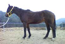 ����õ (BOGWANGCHEON) ����