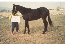 ����潺�丮 (HELMITON STORY) ����