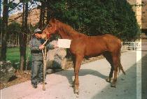 �����̴� (SUN RIDER) ����