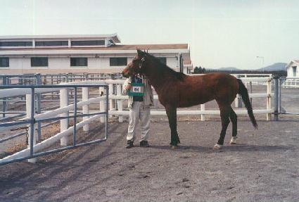 �̱����� ����