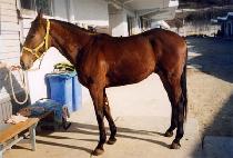 ������ (RAIKE) ����