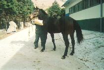 �۾��屺 (SONGAK JANGGUN) ����