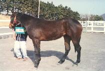 ���ο� (NAMBUWANG) ����