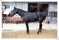 ����ȣũ (BLACK HAWK) ����