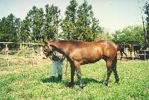 �����Դ� (JIGU HAMDAE) ����