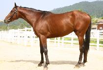 ����� (GOSANGOL) ����