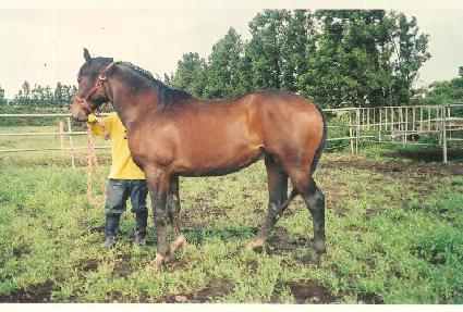 ������ ����