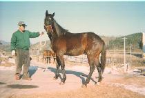 ��õȣ�� (SANCHEONCHOGEOL) ����