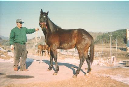 ��õȣ�� ����