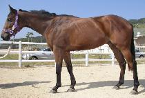 ��� (SANGOON) ����