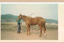 �������� (LEADING HITTER) ����