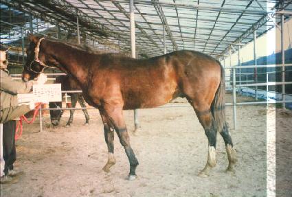 ���� ����