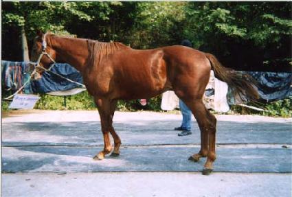 ����� ����