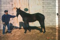 ���������� (ENERGY LINE) ����