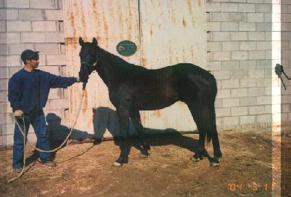 ���������� ����