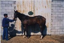 �ָ����� (JUMAL BIHAENG) ����