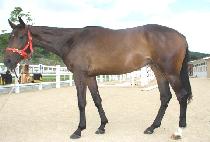 ������ (NAEYEONSAN) ����