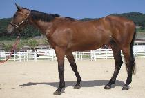 �߻��� (BALSANGJI) ����