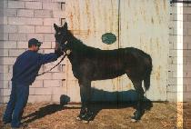 ��� (DAEEO) ����