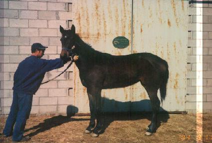 ��� ����