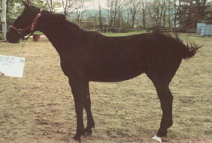 �������� ����