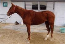 ������ (BIG SCALE) ����