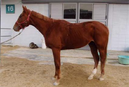 ������ ����