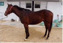 Ǫ����� (PUREUN PYEONGWON) ����