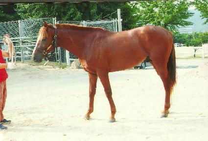 ���������� ����