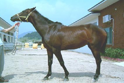 ������ ����