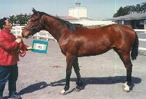 ������ (ORAEN KKUM) ����