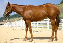 ���� (GANG SHOOT) ����