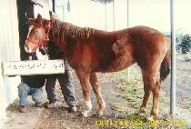 �ɾ� (NEUNGAN) ����